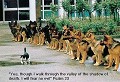 Lehigh German Shepherd Dog Club Inc All-Breed Obedience Classes